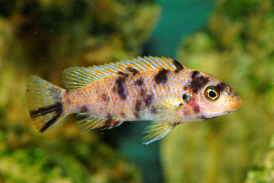 Лабеотрофеус Тревавас Пестрый